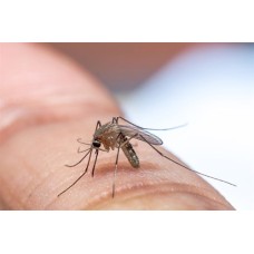 Mosquito Control Treatment